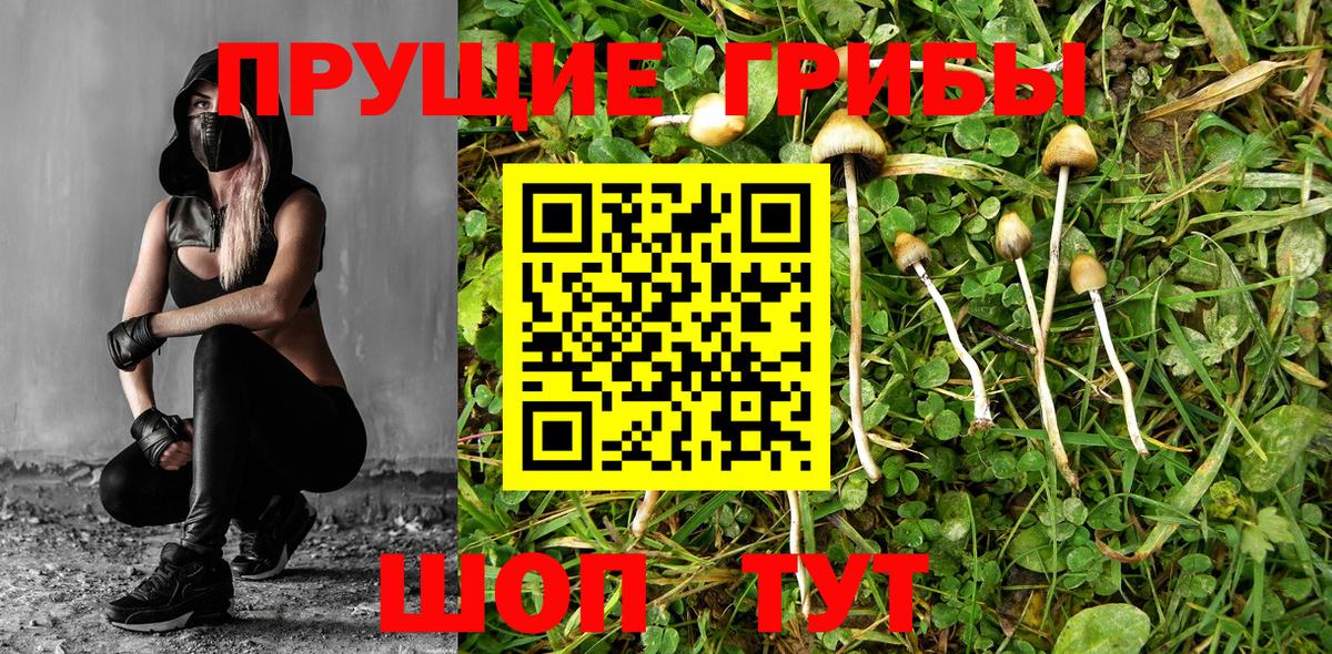 Саратов  Галлюциногенные грибы MAGIC MUSHROOMS  Вход с VPN 
